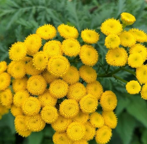 Aceite Esencial Blue Tansy Orgánico 5 mL miniatura 3
