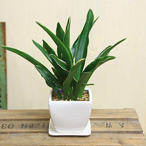 観葉植物:オモト 万年青*4号 洋風モダン鉢 受皿付 白鉢