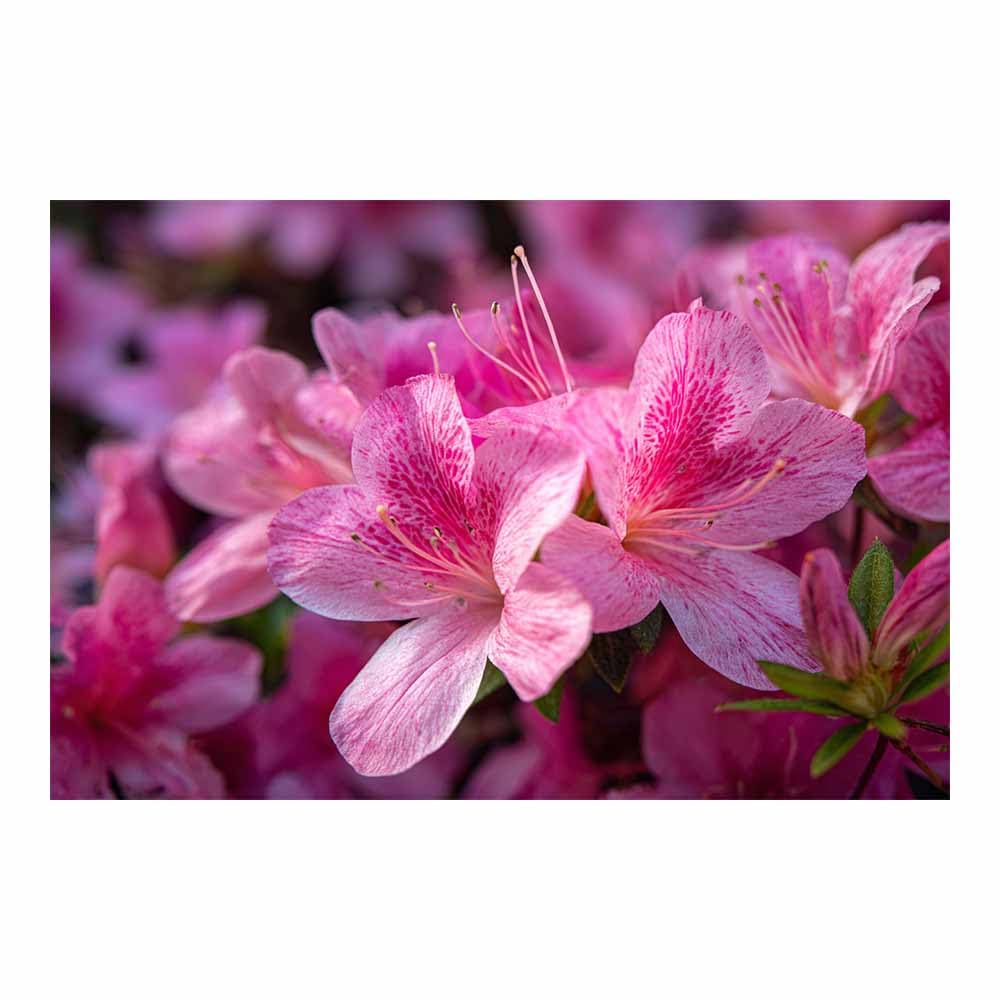 ZAMAEIU Large Nature Canvas Paintings Prints Patterned petals clusters Landscape Picture, Modern Living Room Decor, Dining Room Hallway Home Decoration(pink)-30x50cm Unframed
