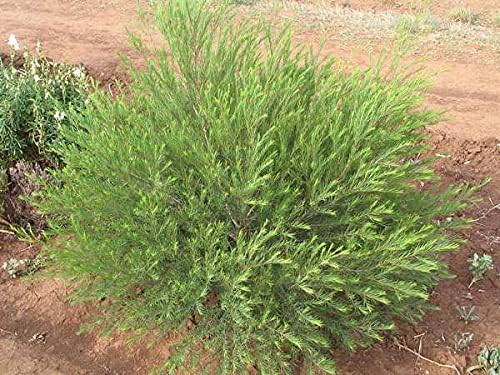 melaleuca Plant