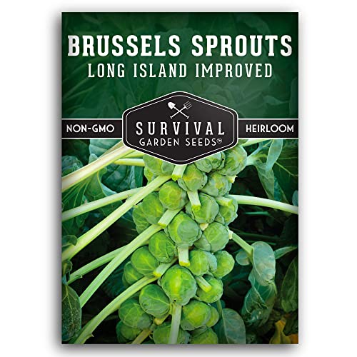 Long Island Improved Brussels Sprout Seeds – Heirloom Non-GMO Variety for Planting, Compact Plants with Heavy Yields of Large Brussel Sprouts - Survival Garden Seeds (1 Pack)