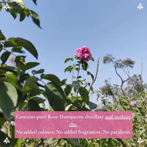 Image of Boond Fragrances 100% Pure Rose Water | 100ml | FSSAI Approved | Comes with Fine Mist Spray Pump