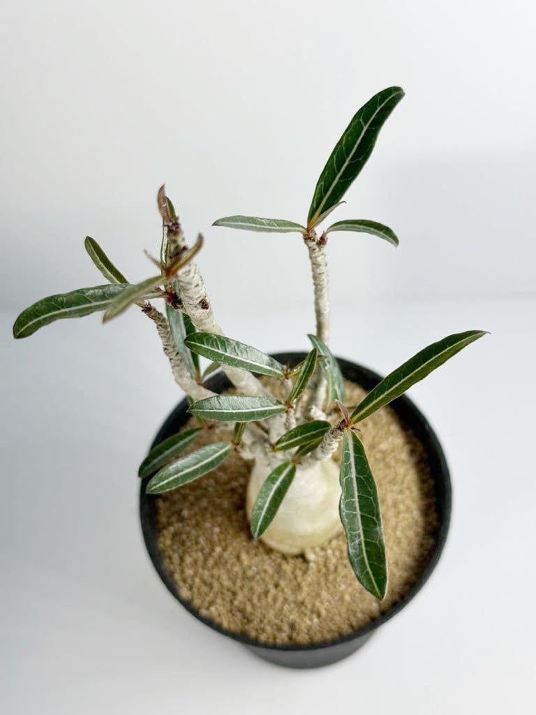 アデニウム　ソマレンセ　超大株 アデニウム ソマレンセ 【大株】（発根済み） RF22786 | RAFLUM