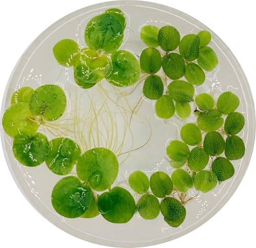 AQUARIUM PLANT CENTER EST. 2020 Live Aquarium Floating Plant Mix Amazon Frogbit & Water Spangles (Floating Mix 6 Count)
