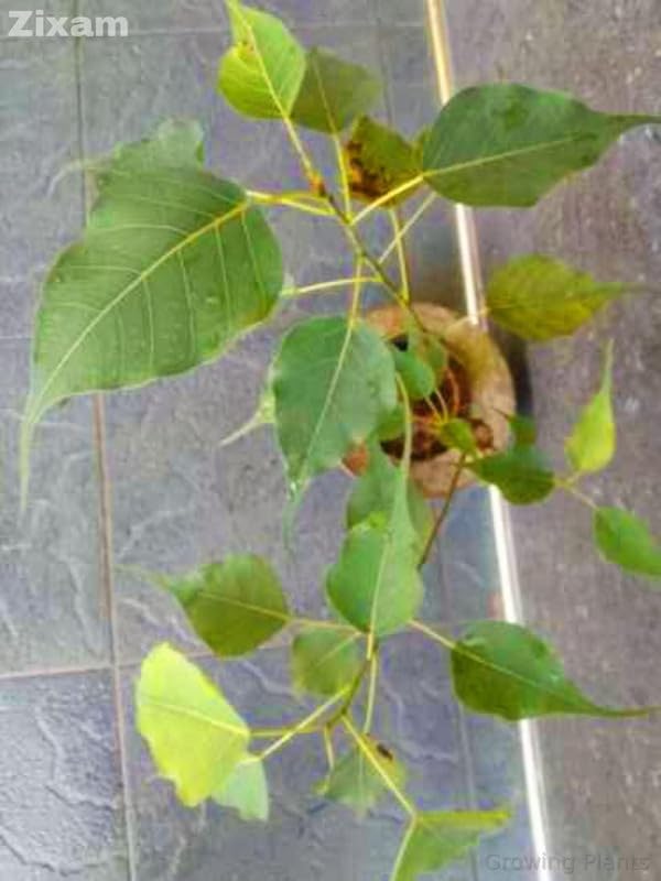 Growing Plants Live Pipal Tree - Ficus Religious (peepal Plant) With Black Plastic Pot