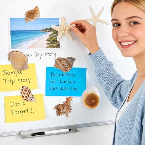 Imanes decorativos de conchas marinas 8 piezas miniatura 4