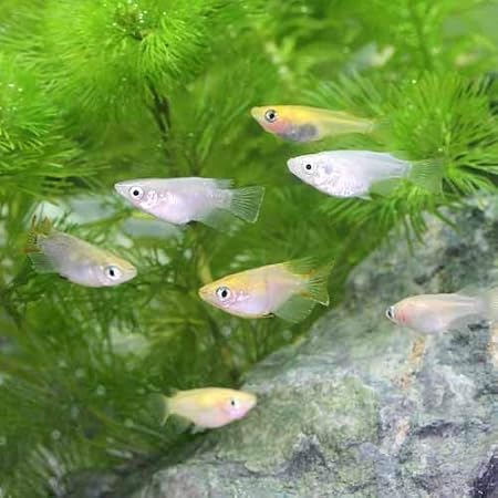 Amazon めだか ダルマメダカ 半ダルマメダカ ミックス ６匹 Charm チャーム 観賞魚 水中生物 通販