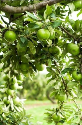Green apple live plant |Healthy Grafted real live plant |Malus