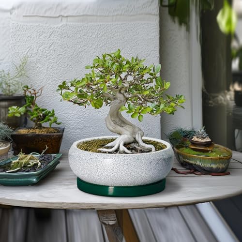 EPFamily Bonsai-Töpfe aus Keramik, 25,4 cm, mit Drainagelöchern und Untersetzern, Schwarzgrün – Ansicht 4
