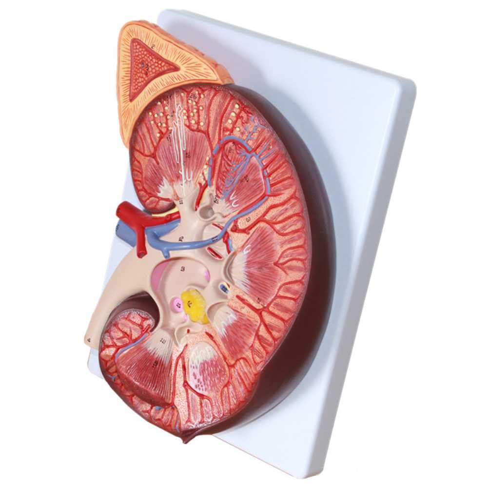 Modèle de rein d'anatomie rénale avec structure anatomique précise et finitions nettes