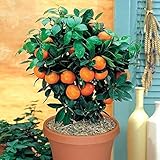 Portal Cool 30 PC/Bolso, Balcã³n Patio en Maceta de Frutas de áRboles plantados Kumquat Naranja Bonsais
