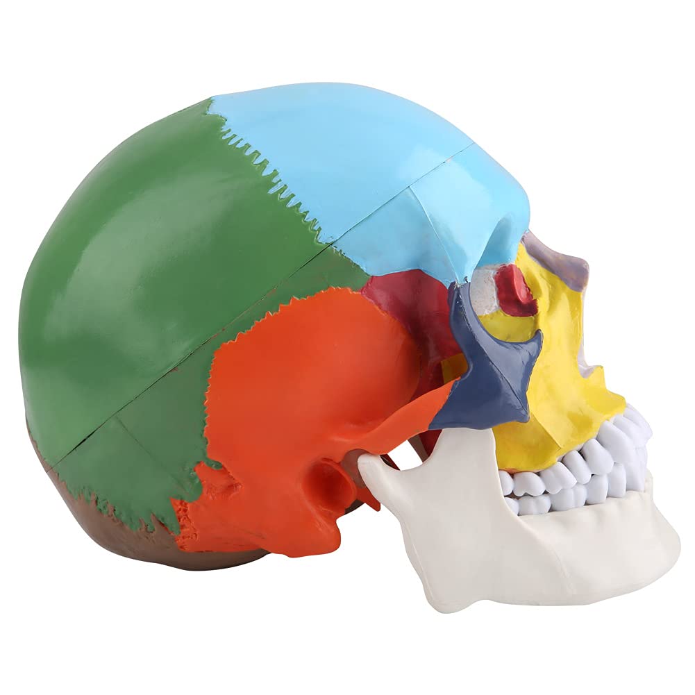 Modello Anatomico Umano del Cranio, Adulto del Cranio del Modello di Teschio Anatomico Umano Adulto a Versione Didattica Colorata in Plastica