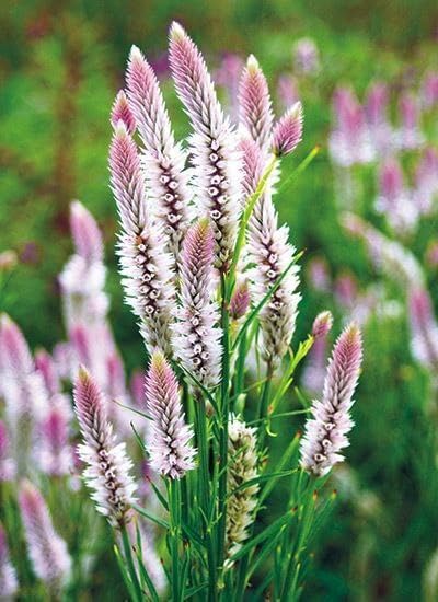 Celosia Flower Live Plant for Terrace & Lawn Gardening
