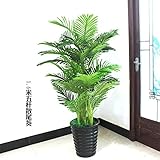 bonsai grande maceta Estamos vendiendo semillas única, determinada imagen de referencia.