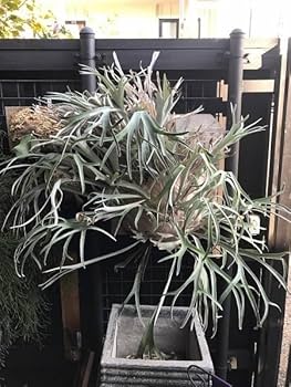 Amazon.co.jp: P.veitchii Auburn river @bikamori.com アーバン