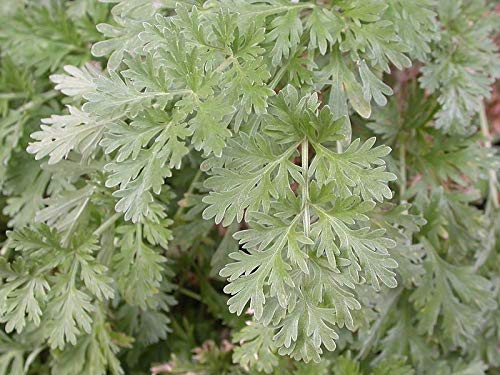 Absinthe Wormwood Common Artemisia Absinthium Green Ginger Herb Flower Jocad (500 Seeds) #TOP3