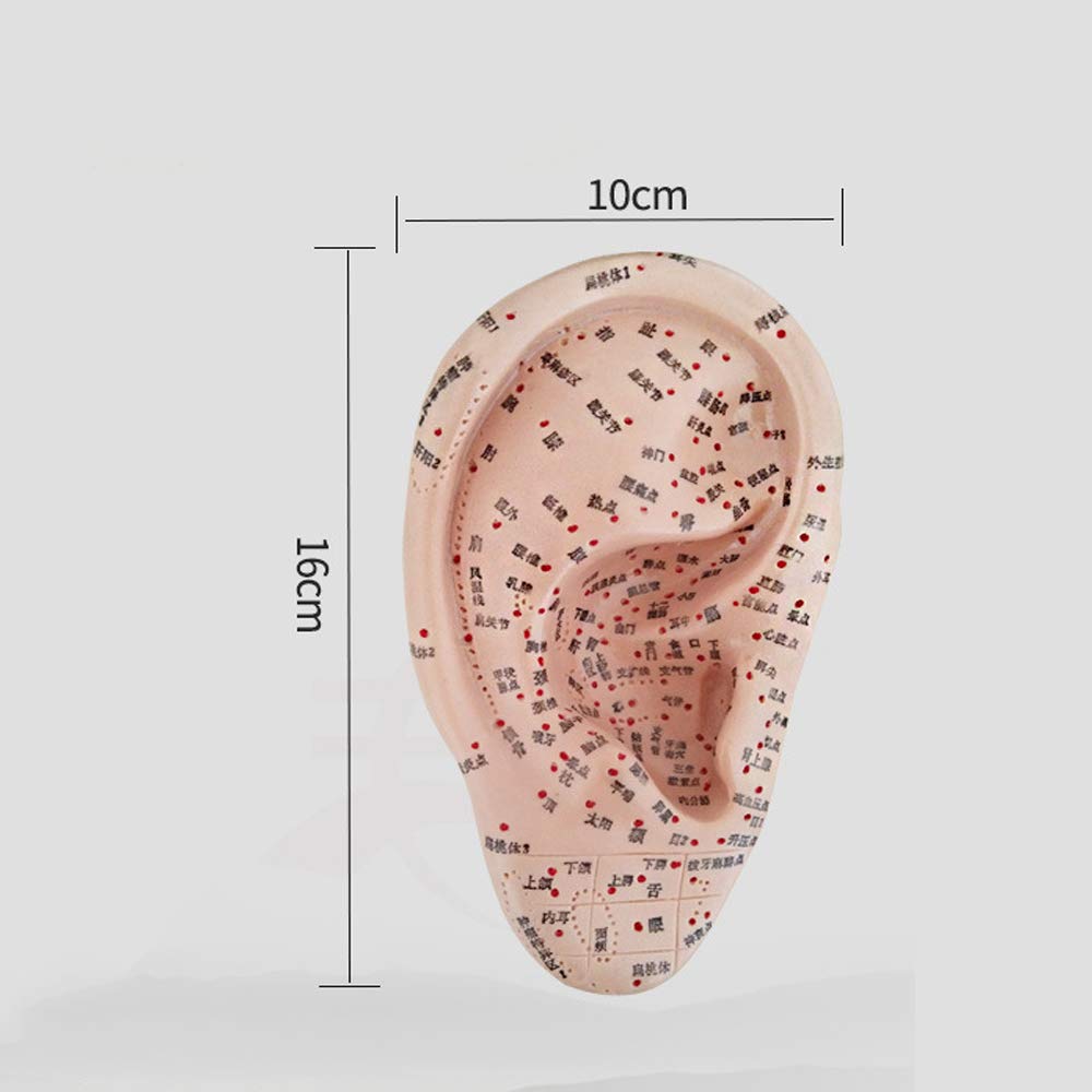 耳反射区　経穴　手反射区　足反射区の掛け軸 耳反射区 経穴 手反射区 足反射区の掛け軸 足ツボの図（