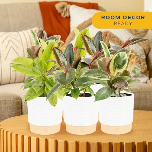 Image of Costa Farms Indoor Live Plants in Decorative Pot, Indoor Houseplant, Perfect for Home, Room, or Office Decor, Great House Warming or Birthday Gift, 12-18 Inches Tall, Pack of 6