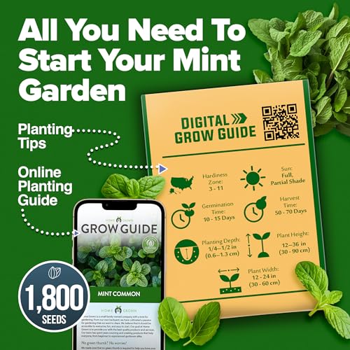HOME GROWN Non GMO Common Mint Seeds (Bulk Pack) 1,800 Heirloom Herb Seeds, USA Sourced | Ideal for Planting Outdoors or Indoors for a Fresh Mint Tea Garden (Mentha spp) - Image 8