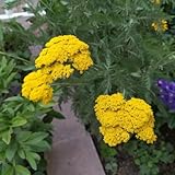 250 piezas semillas de milenrama perenne - semillas de plantas, semillas orgánicas (Achillea millefolium) flores resistentes, plantas de jardín balcón, plantas de sombra, comprar semillas de flor