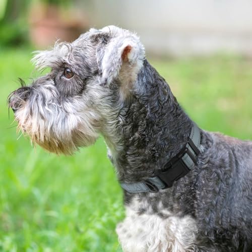 Image of Joytale Reflective Dog Collar, Adjustable Neoprene Padded, Gray M | Breathable Nylon for Medium Dogs, No Chafing on Walks and Backyard Play, All-Day Comfort, Metal D-Ring, Night Safety