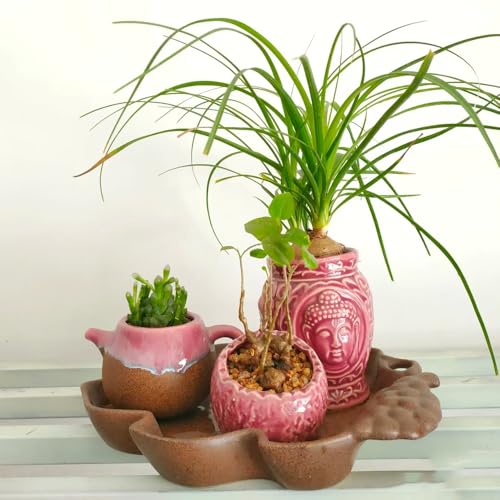 Semillas de plantas de pata de elefante, semillas de árboles bonsái. semillas planta verde Serie de plantas raras Palma de botella semillas de flores de árboles ornamentales, 60pcs