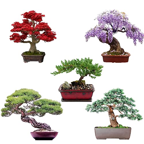 Bonsai Tree Seeds 5 Types, Red Maple Seeds, Writeria Seeds, Black Pine Seeds, Colorado Blue Spruce Seeds, Juniper Seeds 50+ Seeds