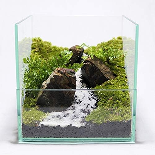 Amazon コケのインテリア コケリウム 栽培キット テラリウム キット 苔盆栽 セット コケリウムキット 清流 栽培キット オンライン通販