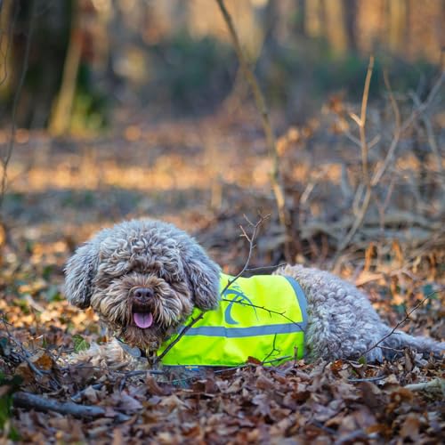 Axaeco Hunde Warnweste - wendbar in Signalgelb & Signalorange, extrem Robustes Cordura (Wind- & wasserdicht), 3M™ Reflektorstreifen, elastischer Bauchgurt (L)