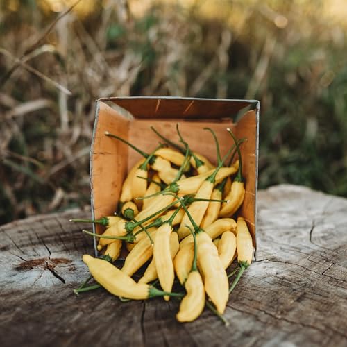 Lemon Drop Pepper Aji Lemon Drop seeds