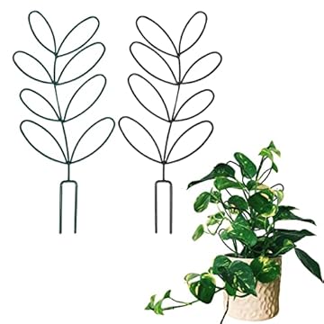 Small Trellis for Indoor Plants - Which One Will Transform Your Space? 1 small trellis for indoor plants