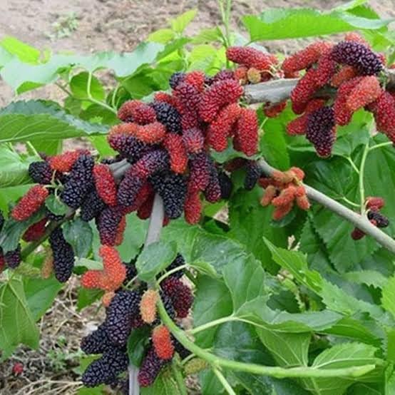 LEAF JIBON, Sweet Mulberry Fruit (Air Layering/Grafted) Healthy live Plant Long Variety (pack of-1) Orginal Fruit Tree