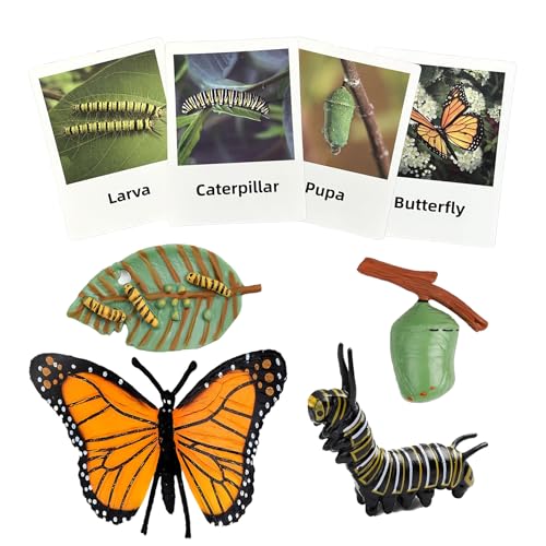 Mbrain 4pcs Butterfly Growth Cycle with Flash Cards,Life Cycle Learning & Education Toys,Montessori Toys,Gift for Girl & Boy for 3 4 5 6 7 Year Old (Butterfly)