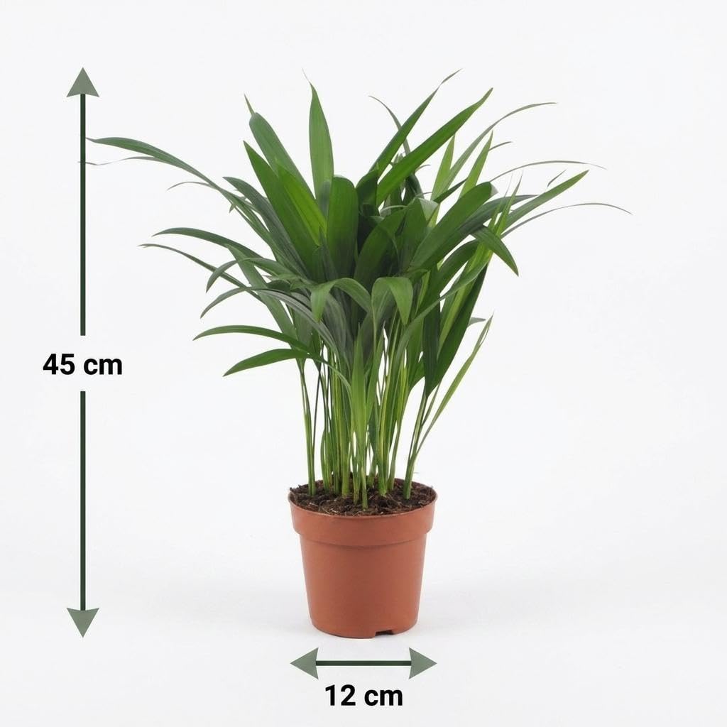 Areca Lutescens con Cesto Alga Marina, Set di 2, Vaso 12cm, Altezza 45cm