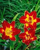 Hemerocallis x cult. 'Chicago Apache' ca. 11x11 cm Topf - Taglilie, leuchtend rote Blüten, Blütezeit Juni-August, ideal für Rabatten, pflegeleicht und winterhart
