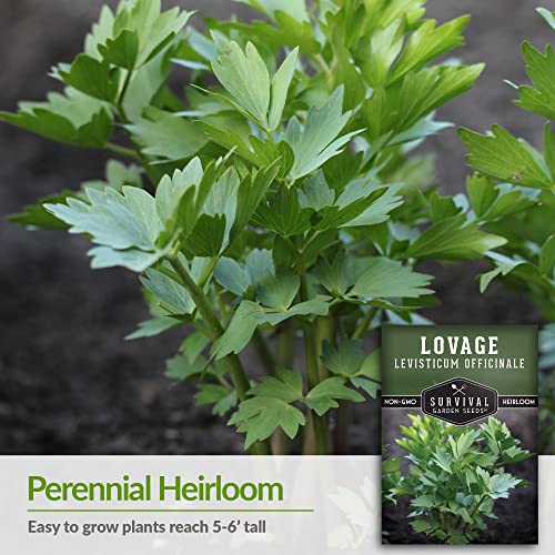 Survival Garden Seeds - Lovage Seed For Planting - Packet With Instructions To Plant And Grow Perennial Levisticum Officinale Culinary Herb In Your Home Vegetable Garden - Non-Gmo Heirloom Variety #TOP2