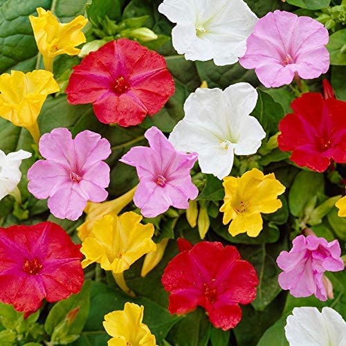 Four O clock (Mirabilis Jalapa) flower seeds Mix- White, Yellow, Pink, violet, Dark pink (Four O clock (Mirabilis Jalapa) flower seeds, 60+) (B0BBK4W2YN) Amazon Price History, Amazon Price Tracker