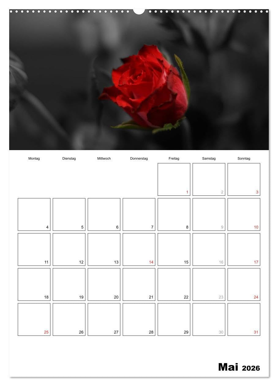 schwarz/weiß trifft farbe - DEIN TERMINKALENDER/Planer (hochwertiger Premium Wandkalender 2026 DIN A2 hoch), Kunstdruck in Hochglanz: Ein ... Fotos den besonderen Look (CALVENDO Natur)
