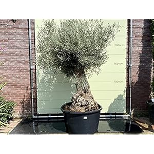 Olea Europea – Olijfboom bonsai stamomvang 80-100cm