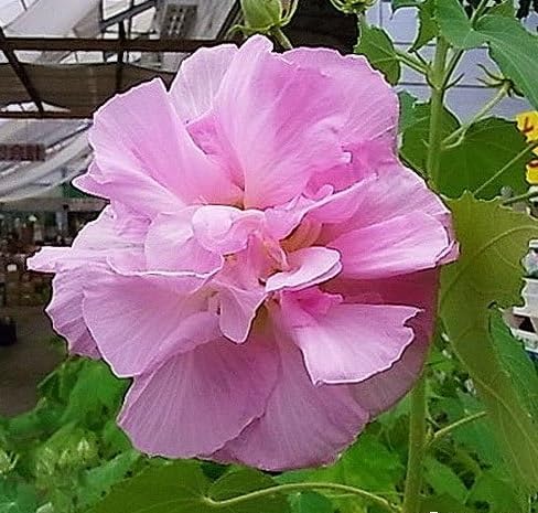 酔芙蓉（スイフヨウ）苗木（1年生）のサムネイル