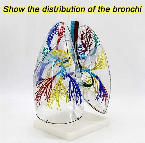 Modelo de pulmón transparente con árbol bronquial en 3D para una explicación didáctica interactiva 6