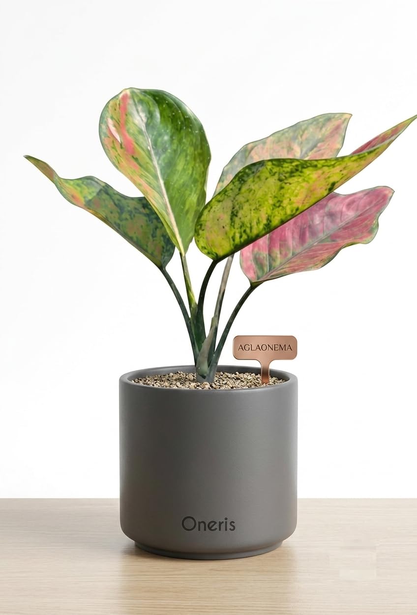 ONERIS Pink Aglaonema Lipstick Live Indoor Plant - Air Purifying Natural Plant for Home Decor, Living Room & Balcony, Fresh Exotic Plant in Nursery Grow Bag-image-1