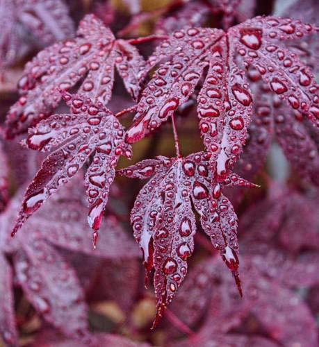 10 Seeds Acer purpureum Red Japanese Maple - Small Tree Deeply Lobed red Purple Leaf