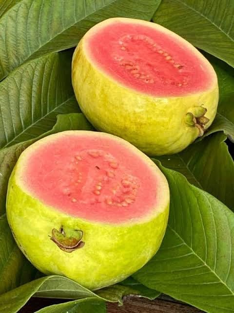 Image of LEAF JIBON, Sweet Taiwan Pink Guava Plant Pink Amrud (Air Layering /Grafted) Live Plant Hybrid All Seasons 1.2 /2 Ft Height Pack Of-1 Healthy Fruit Plant