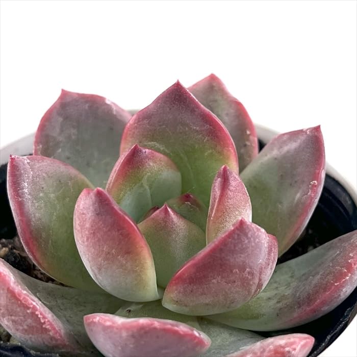 Top【選抜株】多肉植物　360718マドンナ　9個　鉢無し/脱土 Amazon｜多肉植物 hmエケベリア マドンナ 多肉植物 エケベリア 6cm