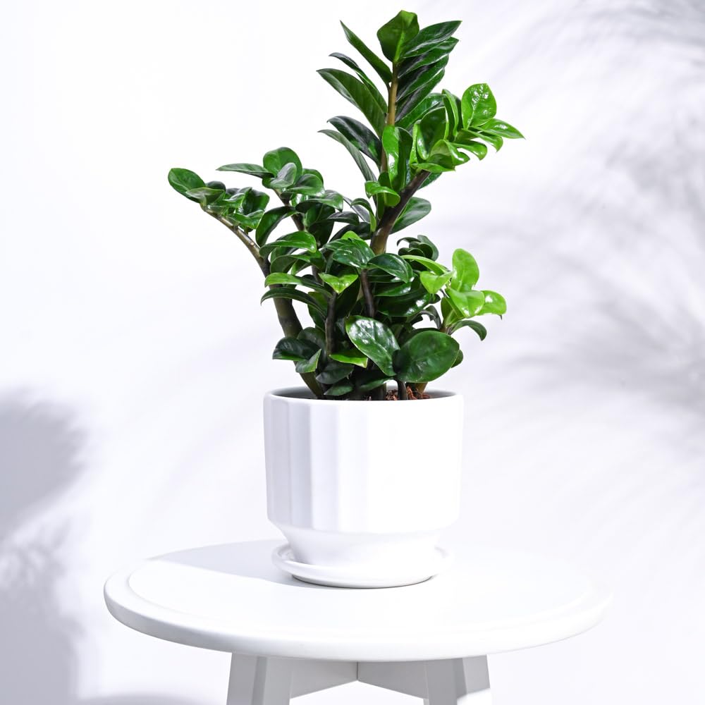 See full amazon price history chart for UGAOO Frosted Ceramic Pot for Indoor Plants - White (5 Inch) UGAOO Frosted Ceramic Pot for Indoor Plants - White (5 Inch) (B0C23CFS4P) Amazon Price History, Amazon Price Tracker