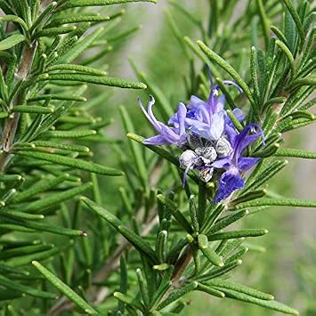 Rosemary Rosmarinus officinalis - Packet of 20 Seeds