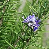 Palm Beach Medicinal Herbs - Rosemary (Rosmarinus officinalis) - Packet of 20 Seeds