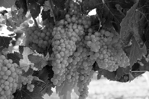 Brut Dargent Free Chardonnay - Qualitativ hochwertiger Alkoholfreier Chardonnay Weiss Sekt aus Frankreich - Ohne Alkohol (1 x 0.75 L)