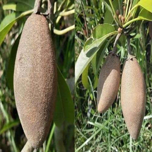 Image of All-Time12 Months Hybrid Grafted Guti Kolom Live Fruit Plant Original & Authentic Organic Tree for Outdoor Fast-Growing Fruit Plant Home Pack Of-1 (Thai Banana Chiku Plant, Medium)